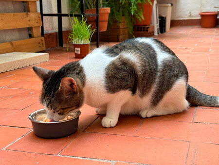 Cats Food