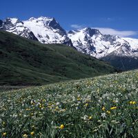 Dicen que si los glaciares alpinos ven el regreso de árboles extintos, la crisis actual es una patraña. La realidad es más compleja 
