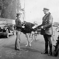 Ni Harley ni Ford. En los años '30 la policía de Los Ángeles perseguía carros tirados por avestruces capaces de correr más que muchas motos y coches 