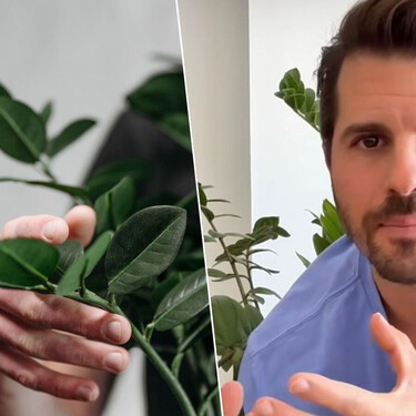 Álvaro Pedrera, experto en jardinería: "Aunque le pongas tutores a la zamioculca no vas a corregir nada"