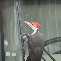 Un pueblo está aterrorizado tras sufrir 25 ataques a coches. El sospechoso de vandalismo es un pájaro carpintero en celo 