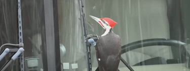 Un pueblo está aterrorizado tras sufrir 25 ataques a coches. El sospechoso de vandalismo es un pájaro carpintero en celo 