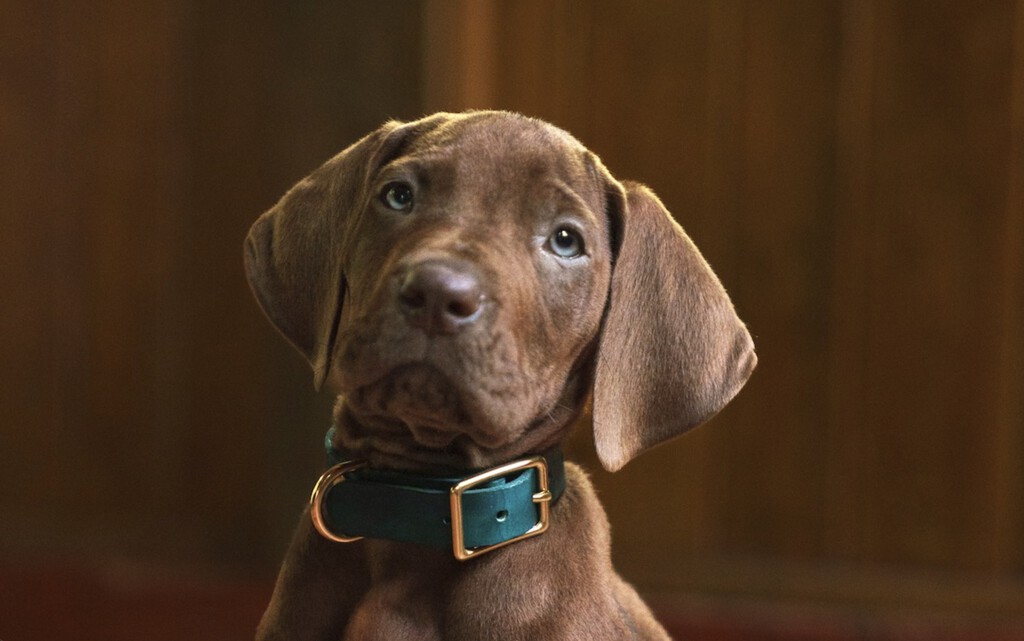 Netflix presenta a su adorable Scooby-Doo y marca un antes y un después en la franquicia con su nueva serie de acción real