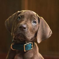 Netflix presenta a su adorable Scooby-Doo y marca un antes y un después en la franquicia con su nueva serie de acción real 