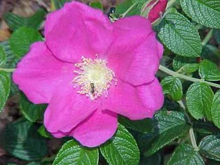 El aceite de rosa mosqueta