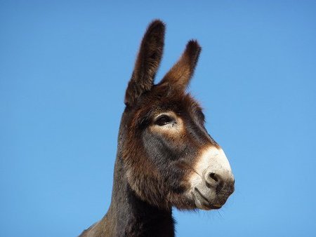 El que vende latón, el que compra oro y el que negocia incompetencia