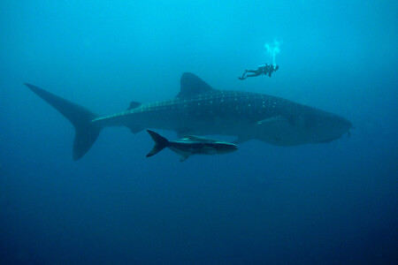 Tiburon Ballena