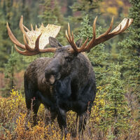 Eles enganam pela aparência: 4 animais perigosos para humanos, mesmo que não pareça — e mais 2 bônus 