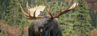 Eles enganam pela aparência: 4 animais perigosos para humanos, mesmo que não pareça — e mais 2 bônus 