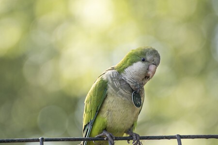 Ley Proteccion Animal Adoptar Especies Exoticas Invasoras
