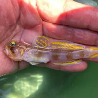 Você não vai acreditar na aparência deste peixe: ele existe de verdade e acaba de virar um Saiyajin oficial 