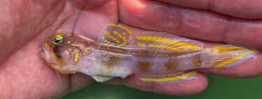 Você não vai acreditar na aparência deste peixe: ele existe de verdade e acaba de virar um Saiyajin oficial 