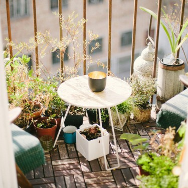 Esta es la planta anti-mosquitos ideal para la terraza o jardín: florece sin esfuerzo y tiene un olor muy fresco 