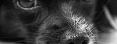 Alexis Santana, veterinario: "A veces la familia dice que hemos recetado al perro los mismos medicamentos que toma el abuelo; cuando la patología coincide, algunas técnicas también pueden ser similares" 