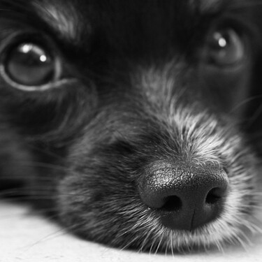 Alexis Santana, veterinario: "A veces la familia dice que hemos recetado al perro los mismos medicamentos que toma el abuelo; cuando la patología coincide, algunas técnicas también pueden ser similares" 
