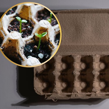 3 ideas para reutilizar cartones de huevos y evitar tirarlos: decora tu hogar y dales una segunda oportunidad 