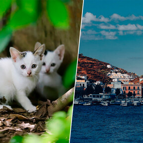 En una isla griega se buscan voluntarios para vivir gratis: a cambio hay que dedicar cinco horas al día al cuidado de los gatos abandonados del refugio 