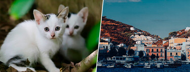 En una isla griega se buscan voluntarios para vivir gratis: a cambio hay que dedicar cinco horas al día al cuidado de los gatos abandonados del refugio 