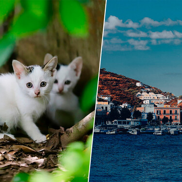 En una isla griega se buscan voluntarios para vivir gratis: a cambio hay que dedicar cinco horas al día al cuidado de los gatos abandonados del refugio 