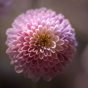 Florece durante dos meses y requiere pocos cuidados: la planta de flores rosas que los jardineros seleccionan para llenar el jardín en otoño