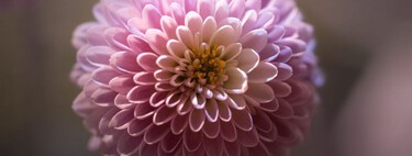 Florece durante dos meses y requiere pocos cuidados: la planta de flores rosas que los jardineros seleccionan para llenar el jardín en otoño