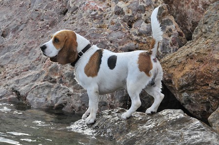 Perro Vacaciones 2