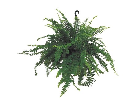 Planta Verde Colgante Lidl
