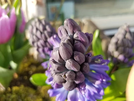 サムスンギャラクシーS8