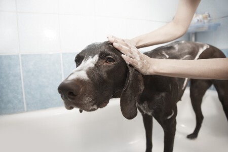 Un perro durante un baño