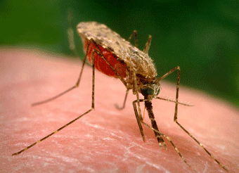 Anopheles, el mosquito estéril