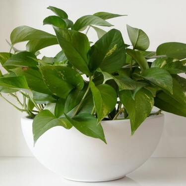 Así puedes conseguir un potos con hojas gigantes: el método que recomiendan los expertos 