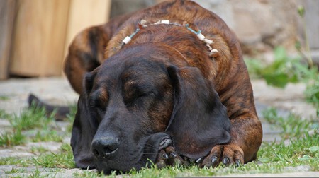 Perros Detectores Enfermedades Como Lo Hacen