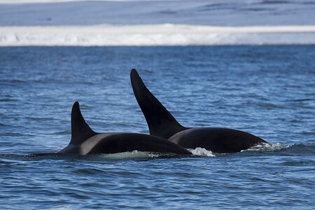 Orcas 2