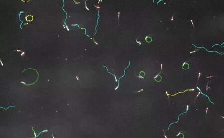 Algunos espermatozoides literalmente envenenan a su competencia en la carrera por fertilizar un óvulo
