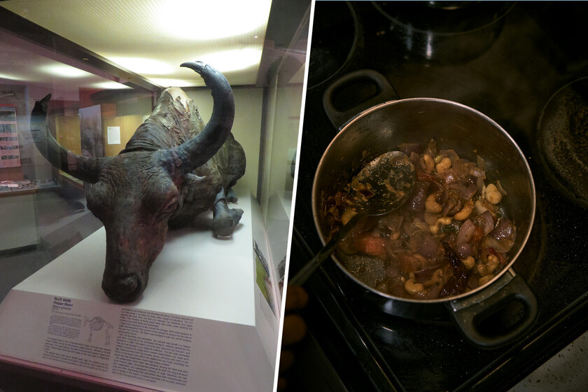 Un paleontólogo descubrió un bisonte congelado durante 50.000 años. Luego lo guisó para comérselo con verduras thumbnail