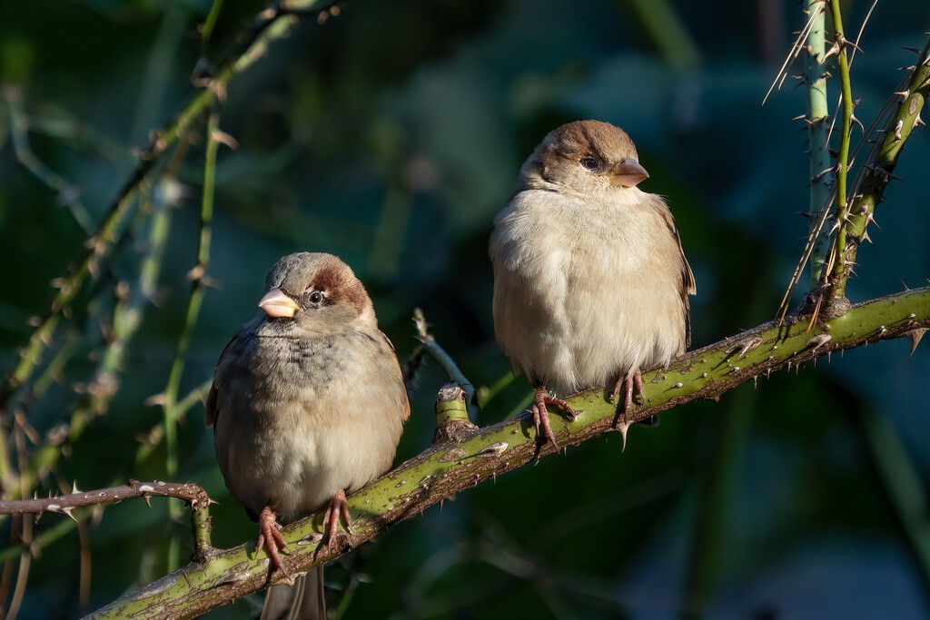 España ha perdido el 20% de sus gorriones en 25 años. Parte de la culpa la tiene nuestra dieta