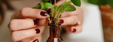 Dale nueva vida a tus botellas de vidrio: idea fácil para reutilizarlas y cultivar plantas en casa