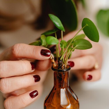 Dale nueva vida a tus botellas de vidrio: idea fácil para reutilizarlas y cultivar plantas en casa