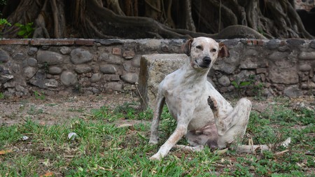 Dermatitis-Perros