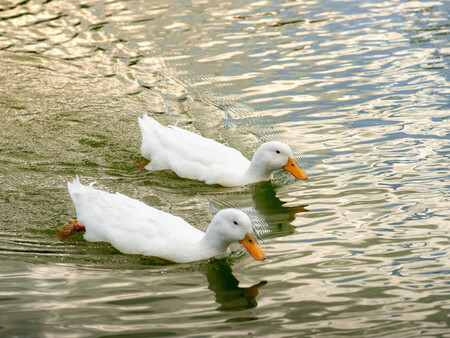 Imagen Patos
