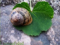 Aprobadas las medidas para familias hipotecadas (I)