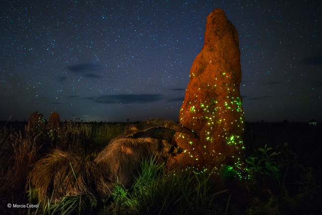 Wildlife Photographer of the Year 2017, fotografias ganadoras del concurso
