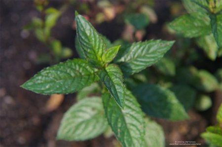 Toronjil silvestre, una planta que nos ayudará a tener un cuerpo más sano