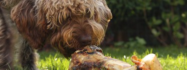 Los comederos antivoracidad para perros pueden ser un remedio peor que la enfermedad  