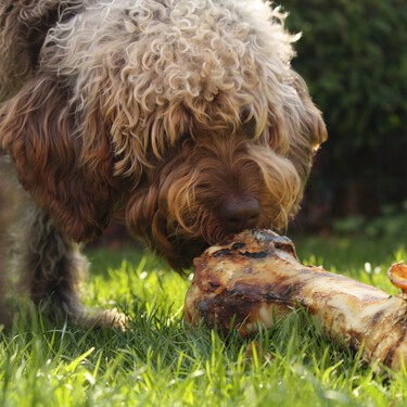 Los comederos antivoracidad para perros pueden ser un remedio peor que la enfermedad  