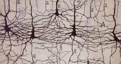 Niveles de análisis en neurociencia