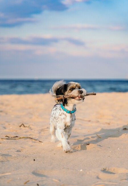 Perros En La Playa