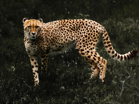 Felino