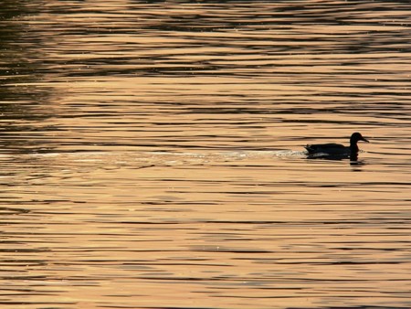 ¿Por qué no deberías darle de comer a los patos?
