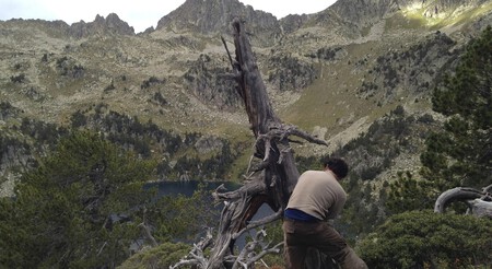 Pinheiros dos montes Pirineus